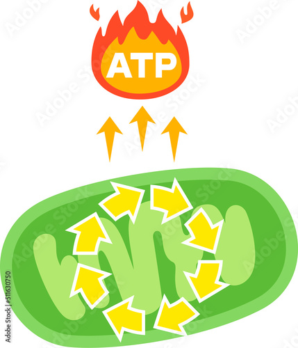 ミトコンドリアとクエン酸回路のイメージ