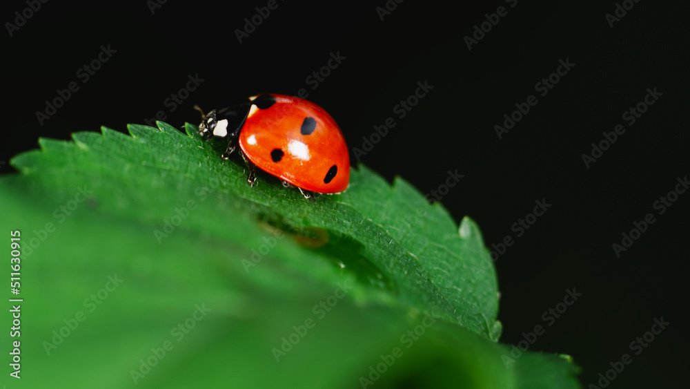 ladybug on leaf ladybug on leaf