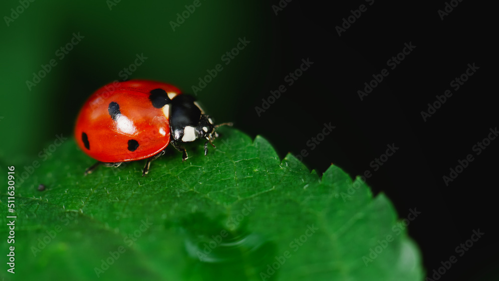 Fototapeta premium ladybug on grass