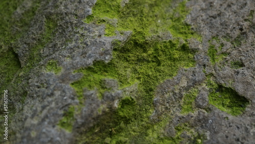 rock and moss material