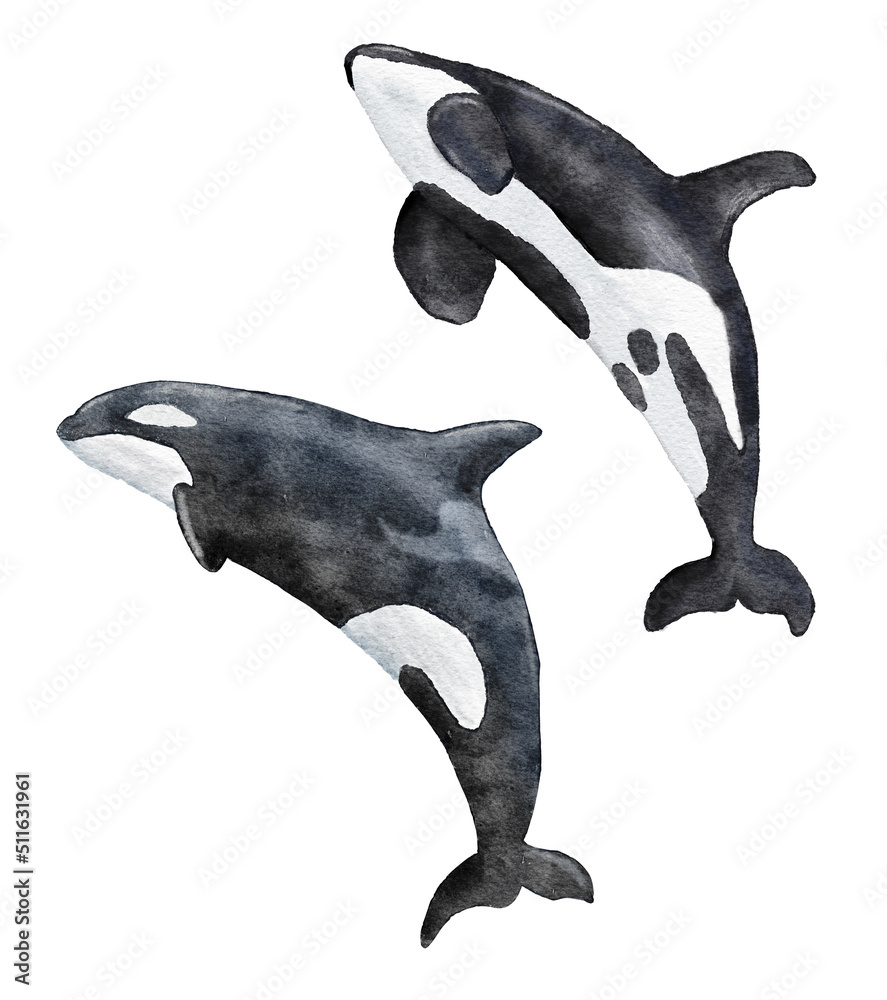 Obraz premium Watercolor hand drawn illustration of killer whale orca, marine endangered species, sea ocean wildlife. White black whale ecology environment.