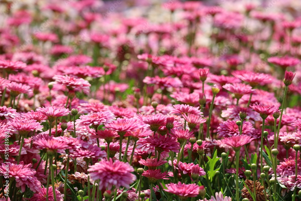 Obraz premium pink flowers in the garden