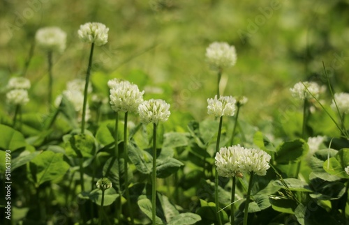 lawn and white clover