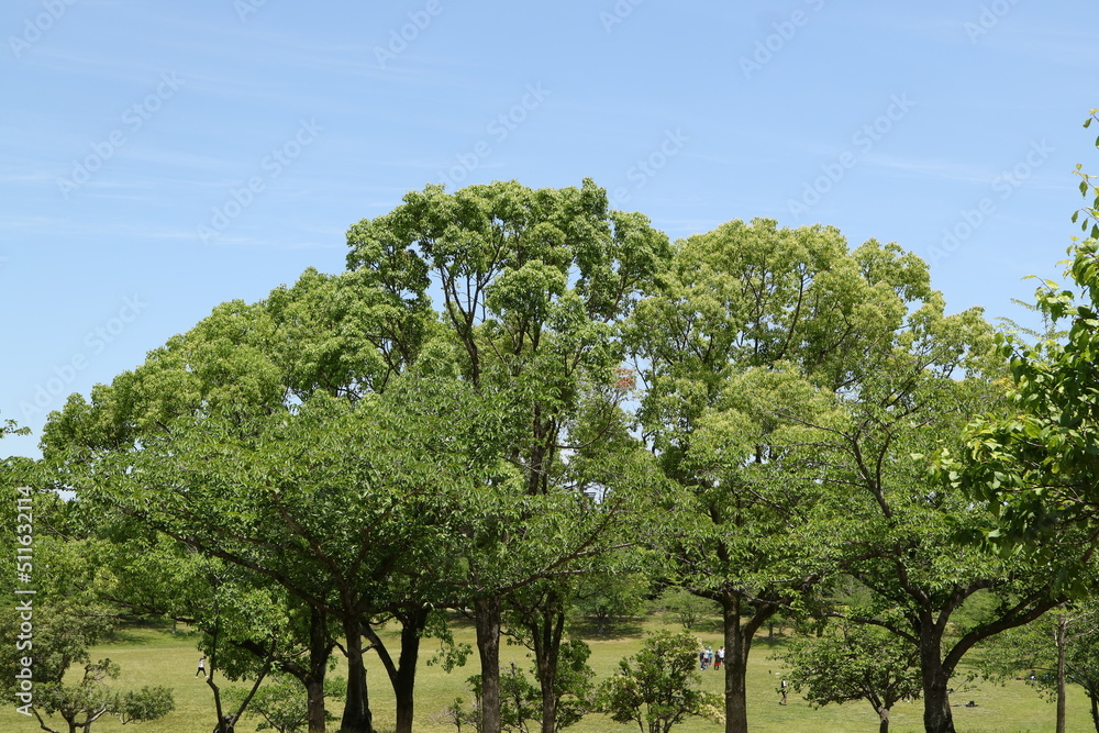 Obraz premium trees in the park