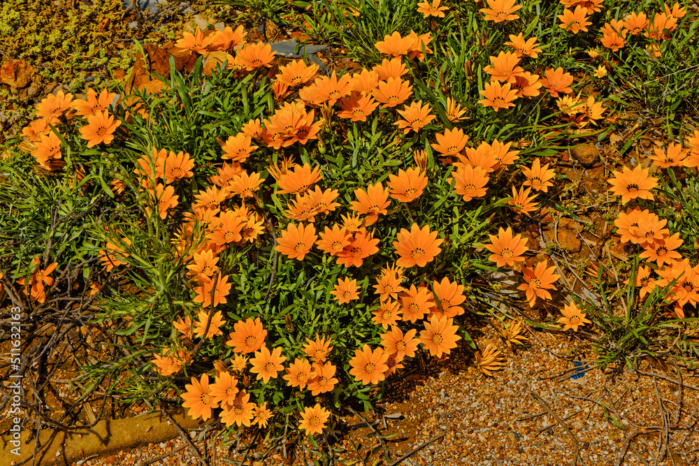 Orange gazanias growing in Little Karoo after rain Orange gazanias growing in Little Karoo after rain