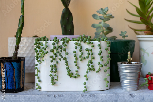 String of pearls succulents in a decorative pot closeup view photo