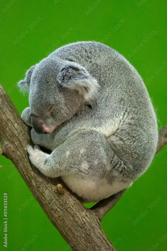 Naklejka premium Koala sleeping on a tree