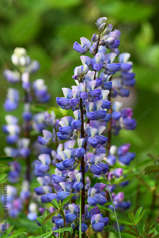 Nootka Lupine (Lupinus nootkatensis) plants are familiar spring wildflowers in Alaska. Nootka Lupine (Lupinus nootkatensis) plants are familiar spring wildflowers in Alaska.