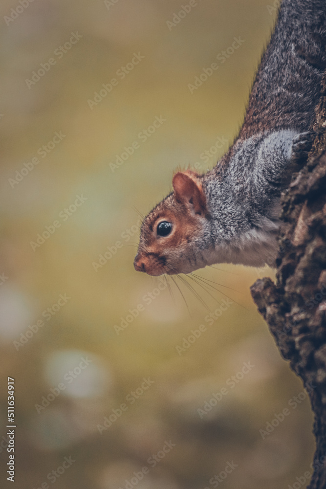 Grey squirrel in the park