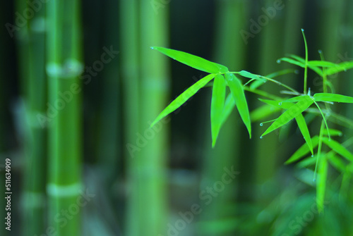 A serene in green nature atmosphere of beautiful bamboo forest. Blurred image in cool tone for spring and summer background and wallpaper. Carbon neutral environment concept.