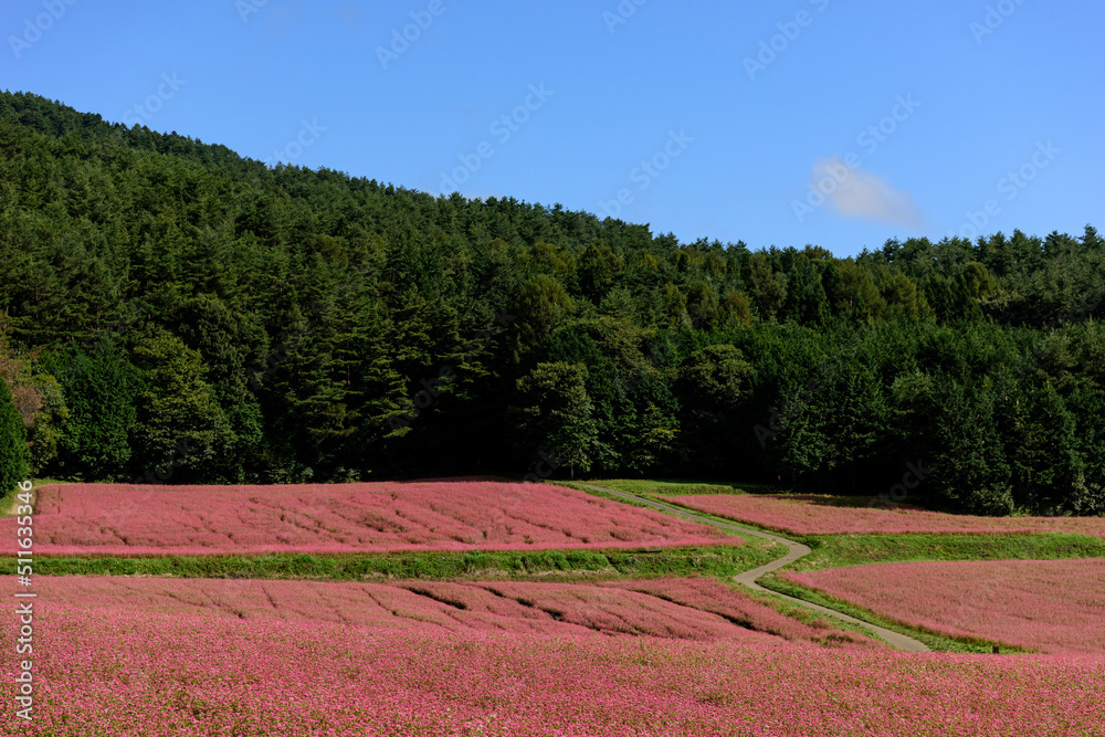 秋になると広大な赤そばの畑が鮮やかなピンク色に染まります
In autumn, the vast field of red buckwheat is dyed in bright pink. 秋になると広大な赤そばの畑が鮮やかなピンク色に染まります
In autumn, the vast field of red buckwheat is dyed in bright pink.