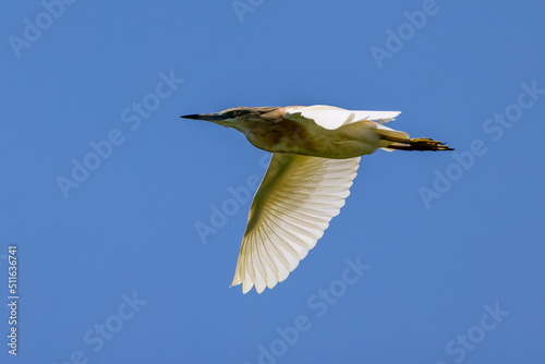 Ein fliegender Rallenreiher vor blauem Himmel photo