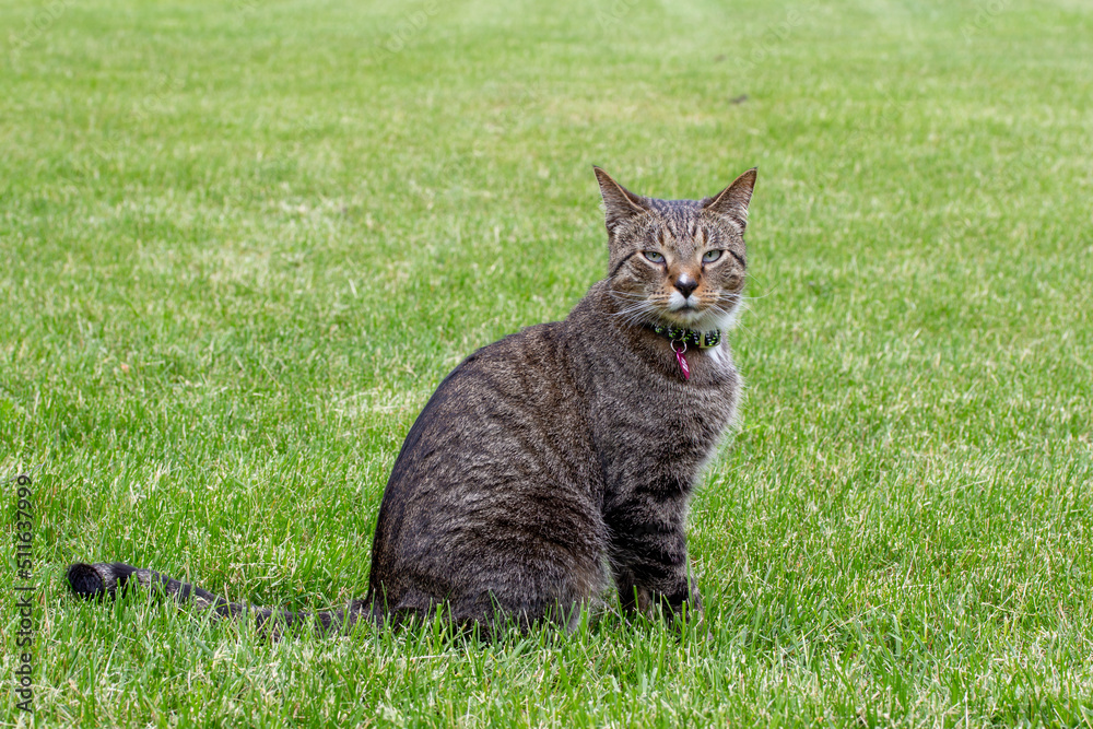 Close up profile view of a curious gray striped tabby cat sitting out on a back yard green grass lawn

