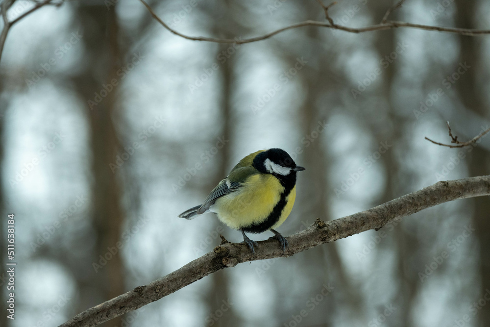 A tit in the winter forest sits on a branch. Tit in its natural habitat A tit in the winter forest sits on a branch. Tit in its natural habitat