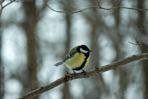 A tit in the winter forest sits on a branch. Tit in its natural habitat