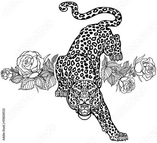 The roaring leopard climbs down and looks straight ahead. Aggressive spotted panther and blooming red roses. Front view. Tattoo style vector illustration. Black and white