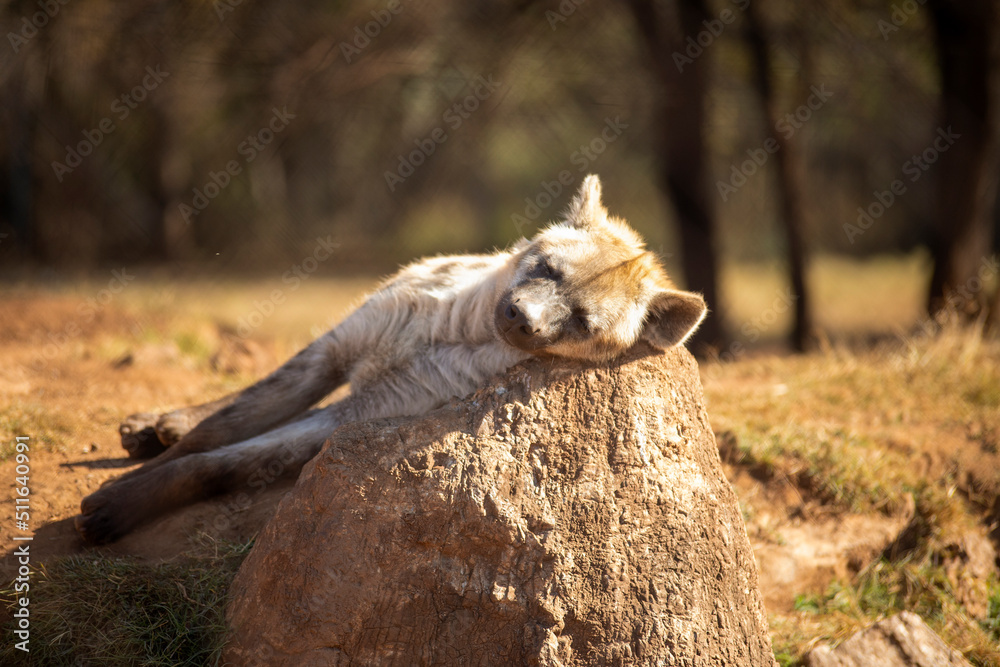 Obraz premium Hyena sleeping on a stone in the African savannah of South Africa, this animal is very dangerous, carnivorous, scavenger and lives in community attacking and hunting together.
