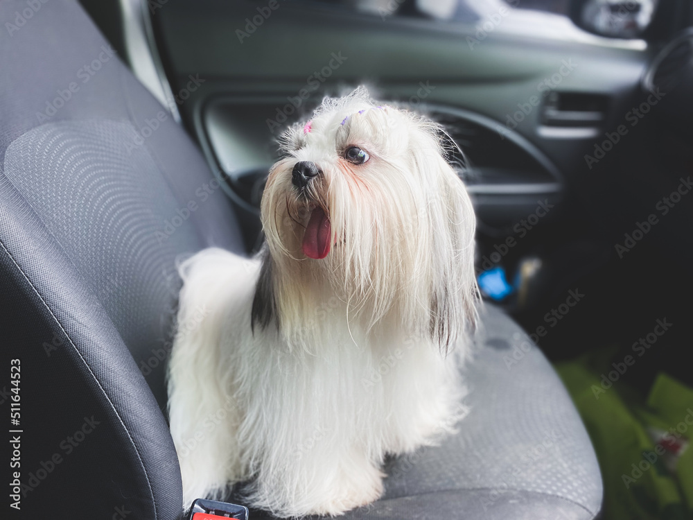 Shih Tzu puppy sitting in car on the seat. Travel dog concept. Shih Tzu puppy sitting in car on the seat. Travel dog concept.