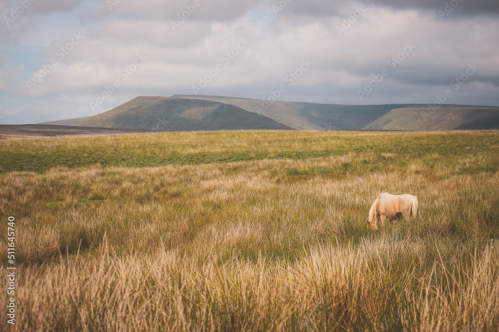 Obraz premium Wild Welsh Mountain Pony - Brecon Beacon National Park