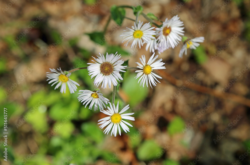 Erigeron flowers - Great Smoky Mountains NP, North Carolina Erigeron flowers - Great Smoky Mountains NP, North Carolina