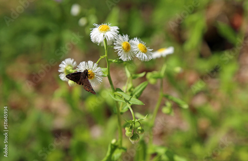 The moth on flower - Great Smoky Mountains NP, North Carolina