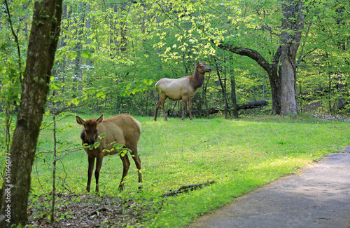 Scene with Female elk - Great Smoky Mountains National Park, North Carolina