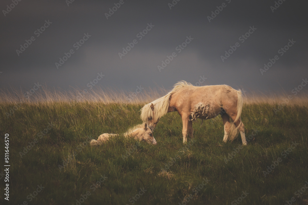 Wild Welsh Mountain Pony - Brecon Beacon National Park
