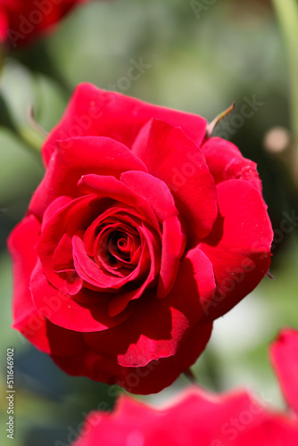 真っ赤なバラの花。Bright vivid red colored rose flower head of 