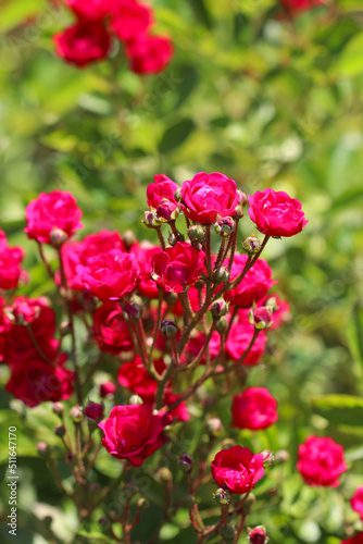 Vivid pink wild "Polyantha" and "Rosa chinensis minima", hybrid rose flower branch photography.