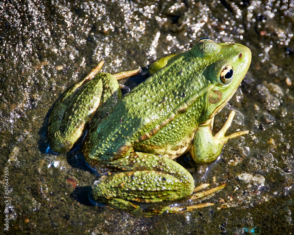 frog in the pond frog in the pond
