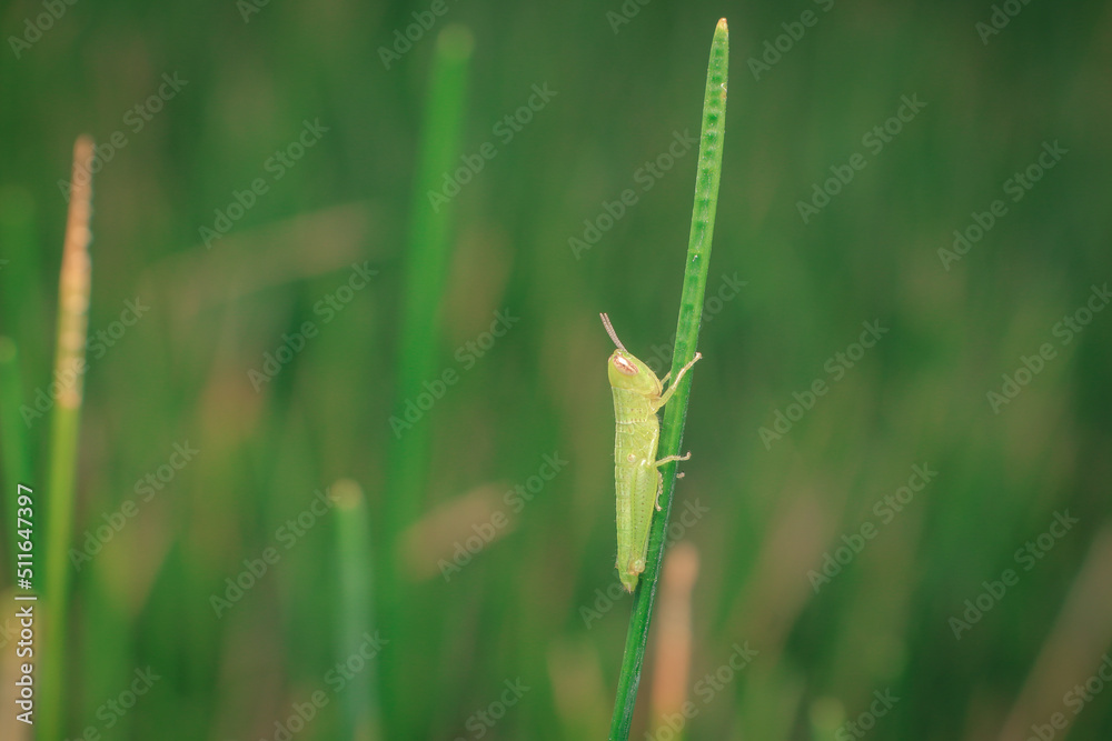 Green baby grasshopper on the plants Green baby grasshopper on the plants