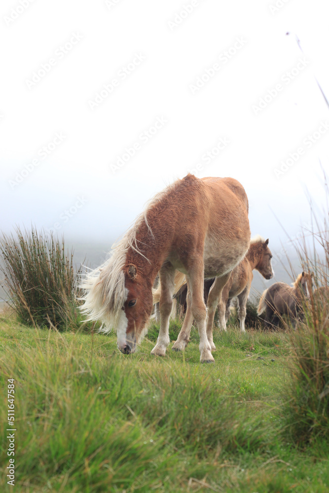 Wild Welsh Mountain Pony - Brecon Beacon National Park Wild Welsh Mountain Pony - Brecon Beacon National Park