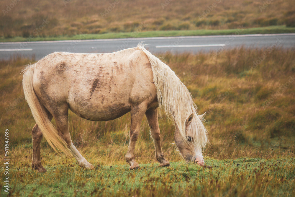 Fototapeta premium Wild Welsh Mountain Pony - Brecon Beacon National Park