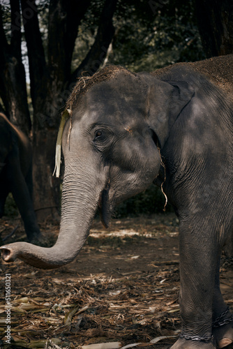 Thai elephant used his trunk to find a food