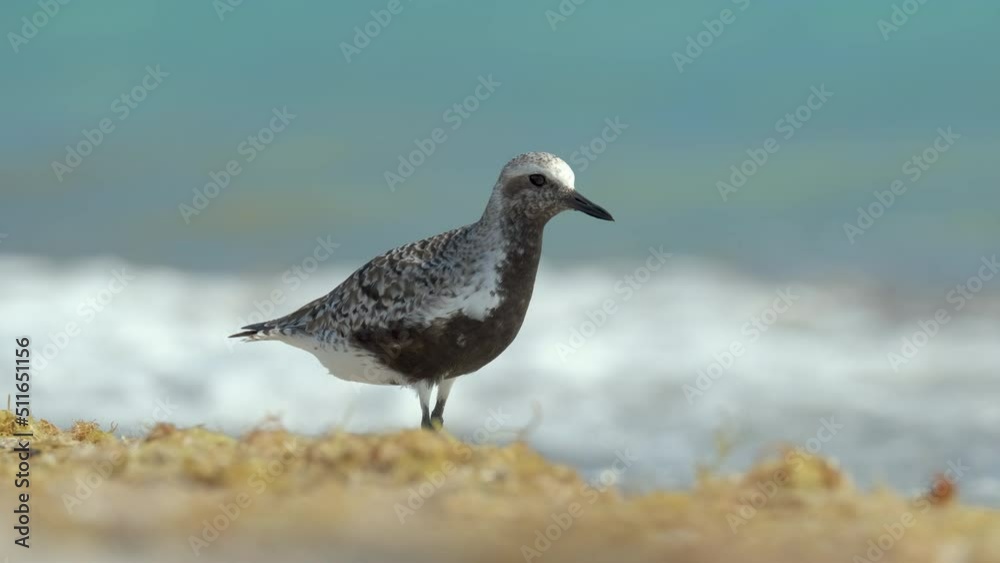Black-Bellied Plover wild sea birdlooking for food on seaside in summer Black-Bellied Plover wild sea birdlooking for food on seaside in summer