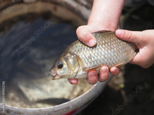 Fototapeta Naklejka Na Ścianę i Meble -  crucian silverfish in the hand of a child