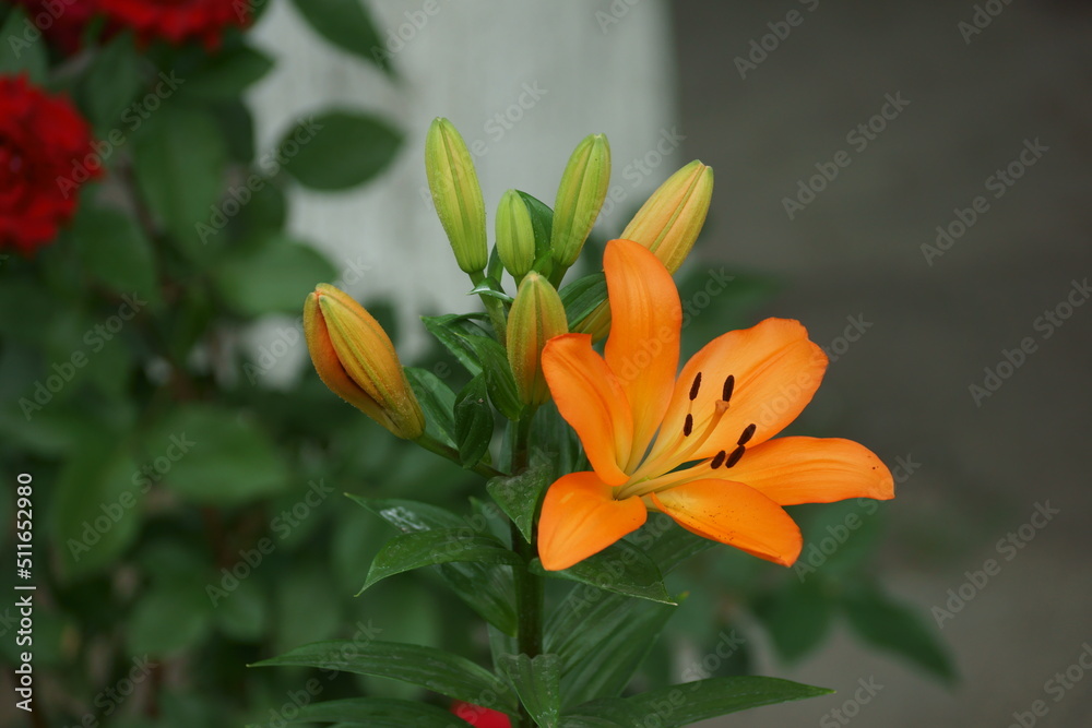 orange tiger lily