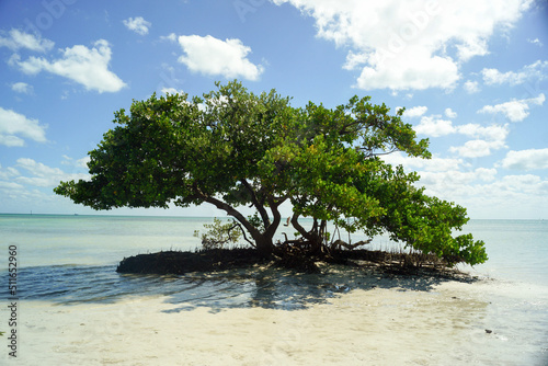 tree on the beach