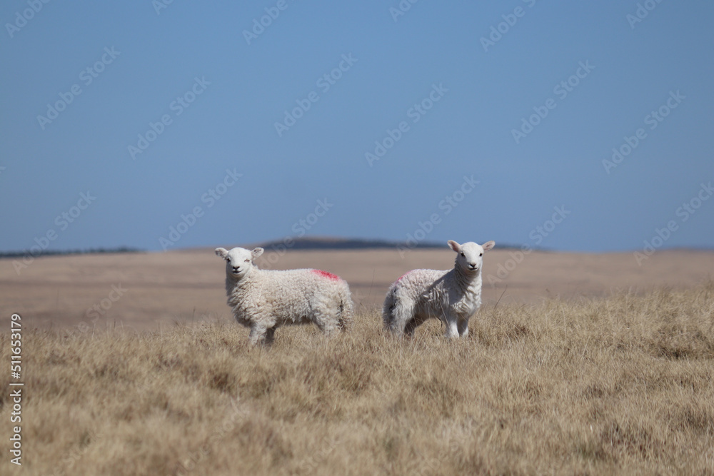 Fototapeta premium British nature