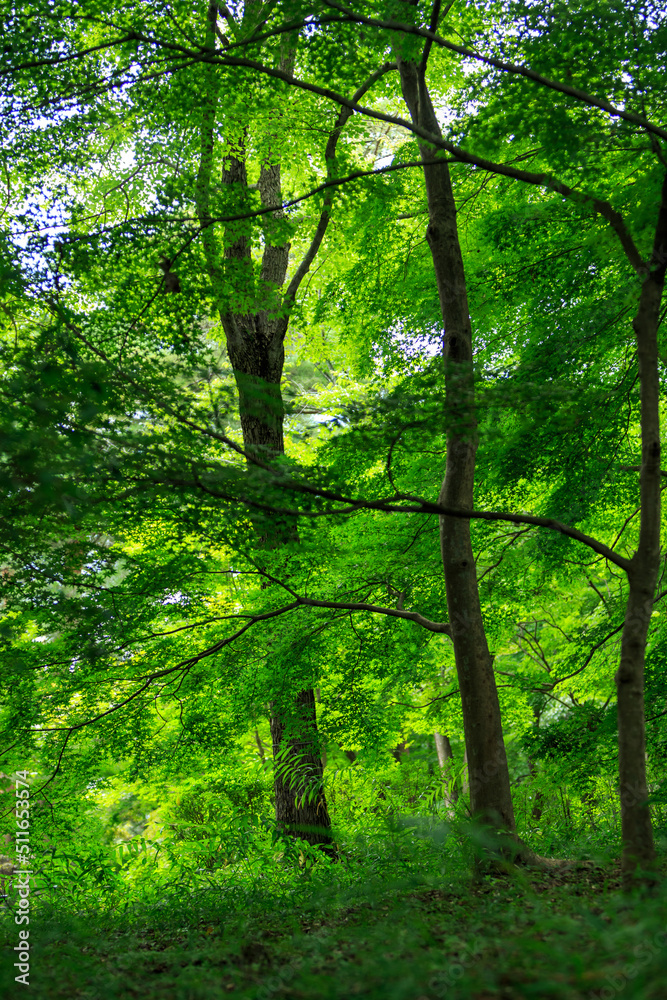 Obraz premium 森林
