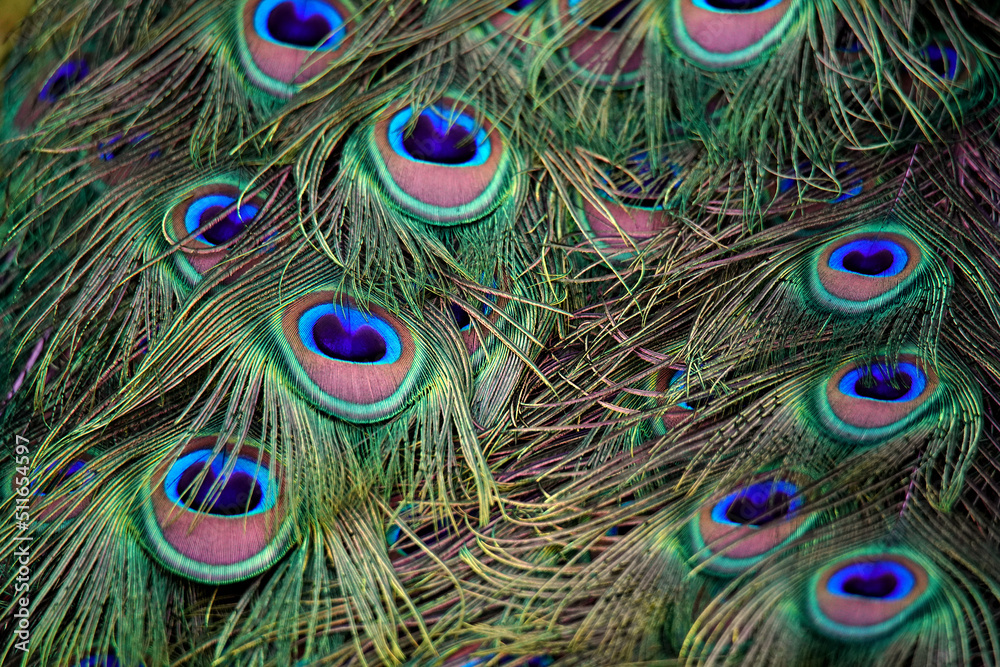 Fototapeta premium Peacock Tail Feathers
