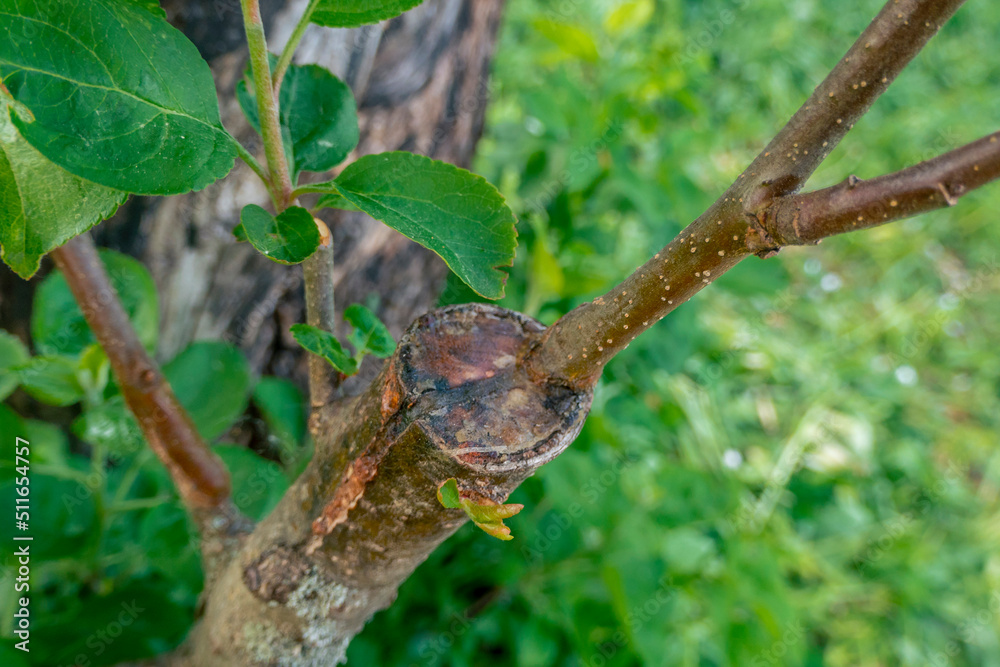 stalk overgrown with cambium, grafted on a branch of an apple tree last spring. Grafted fruit trees stalk overgrown with cambium, grafted on a branch of an apple tree last spring. Grafted fruit trees