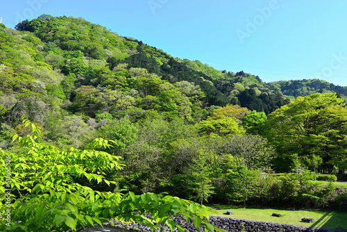 森の風景