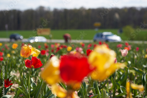 Tulip field on sunny Easter spring. Woman cut and pick flowers on roadside. Depth blur.