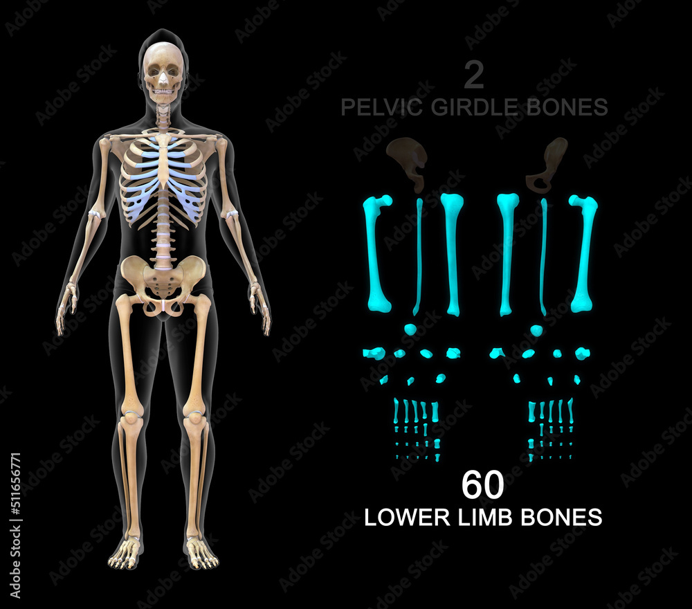 Lower Limb Bones Lower Limb Bones