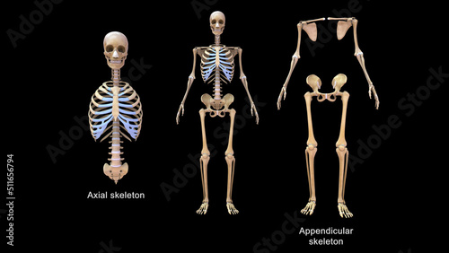 Human Axial skeleton and Appendicular skeleton bones anatomy 3d illustration
