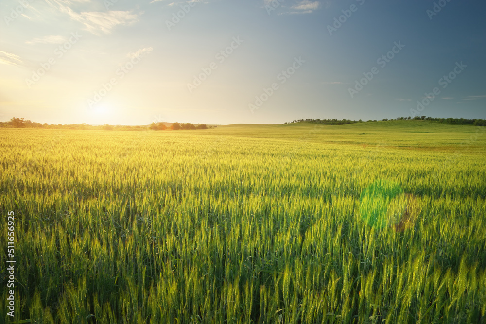 Meadow of wheat on sundown.