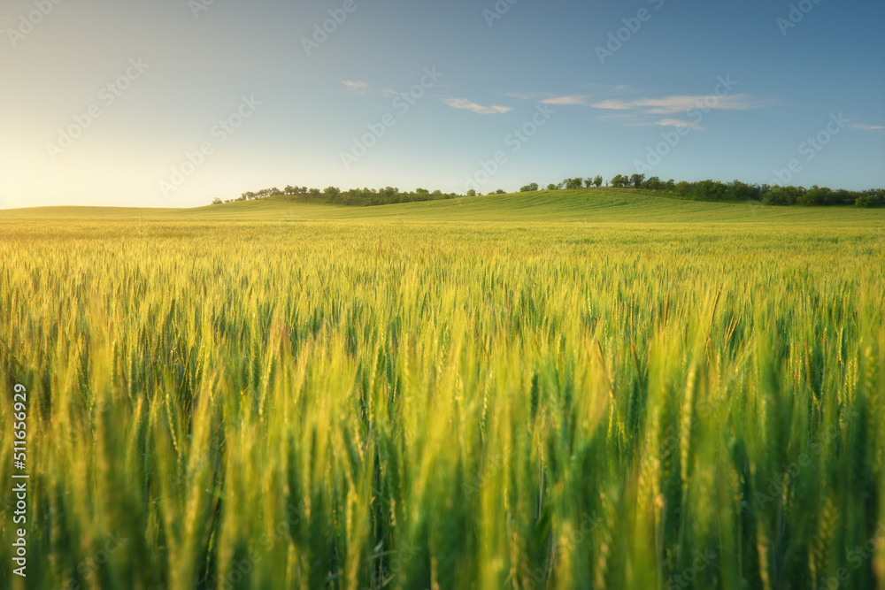 Meadow of wheat on sundown.