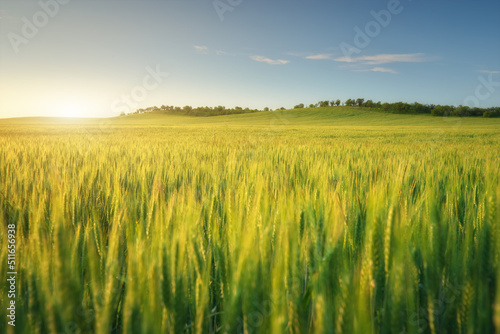 Meadow of wheat on sundown.