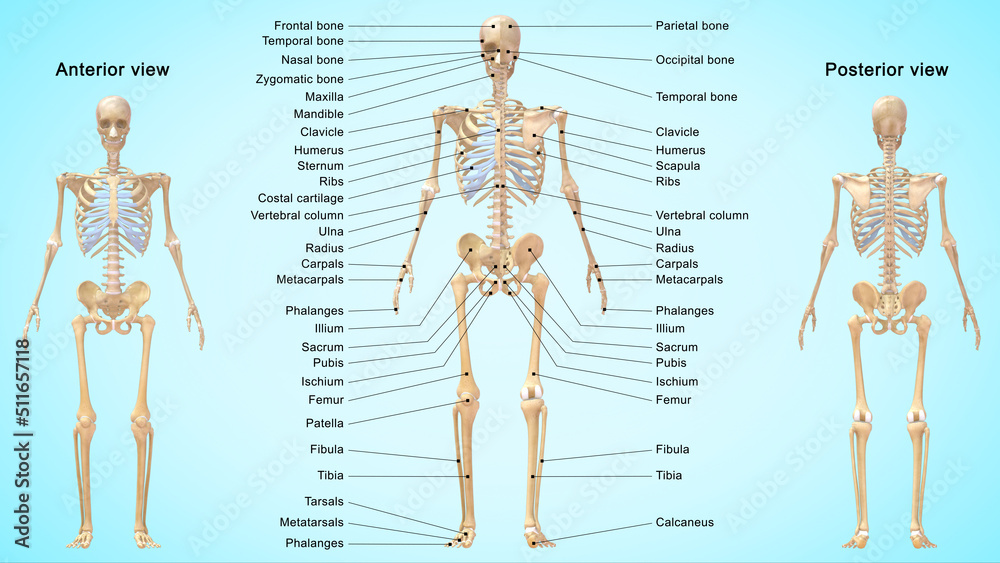 The skeletal system works as a support structure for your body. It gives the body its shape